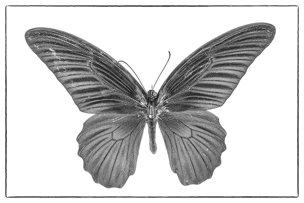 Schmetterling sw 600px